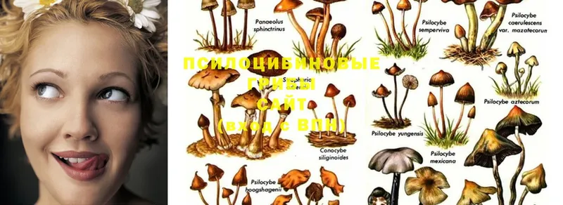 даркнет официальный сайт  Иркутск  Галлюциногенные грибы MAGIC MUSHROOMS 